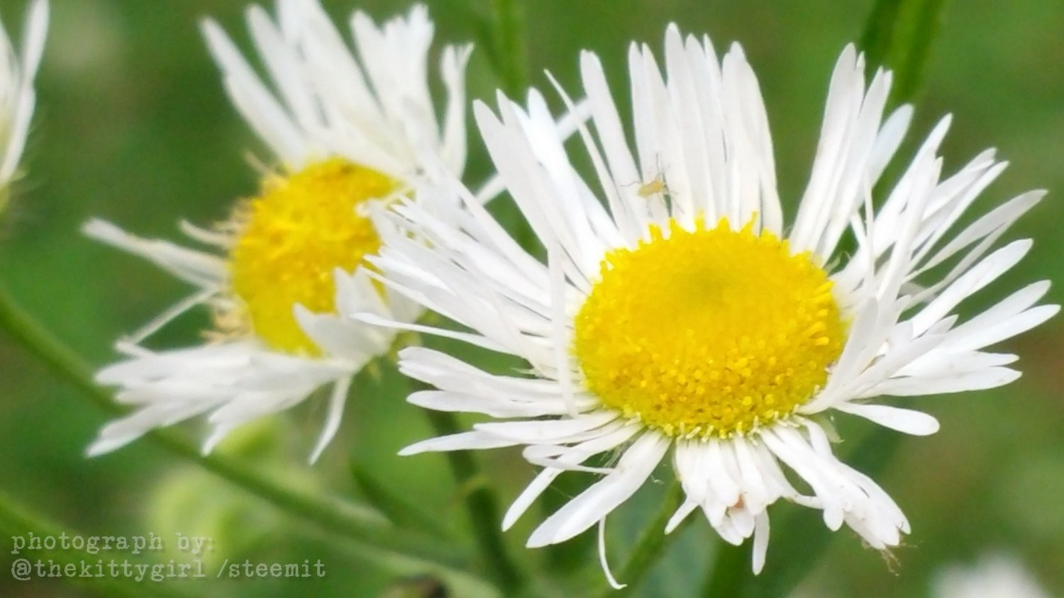 Fleabane-4.jpg