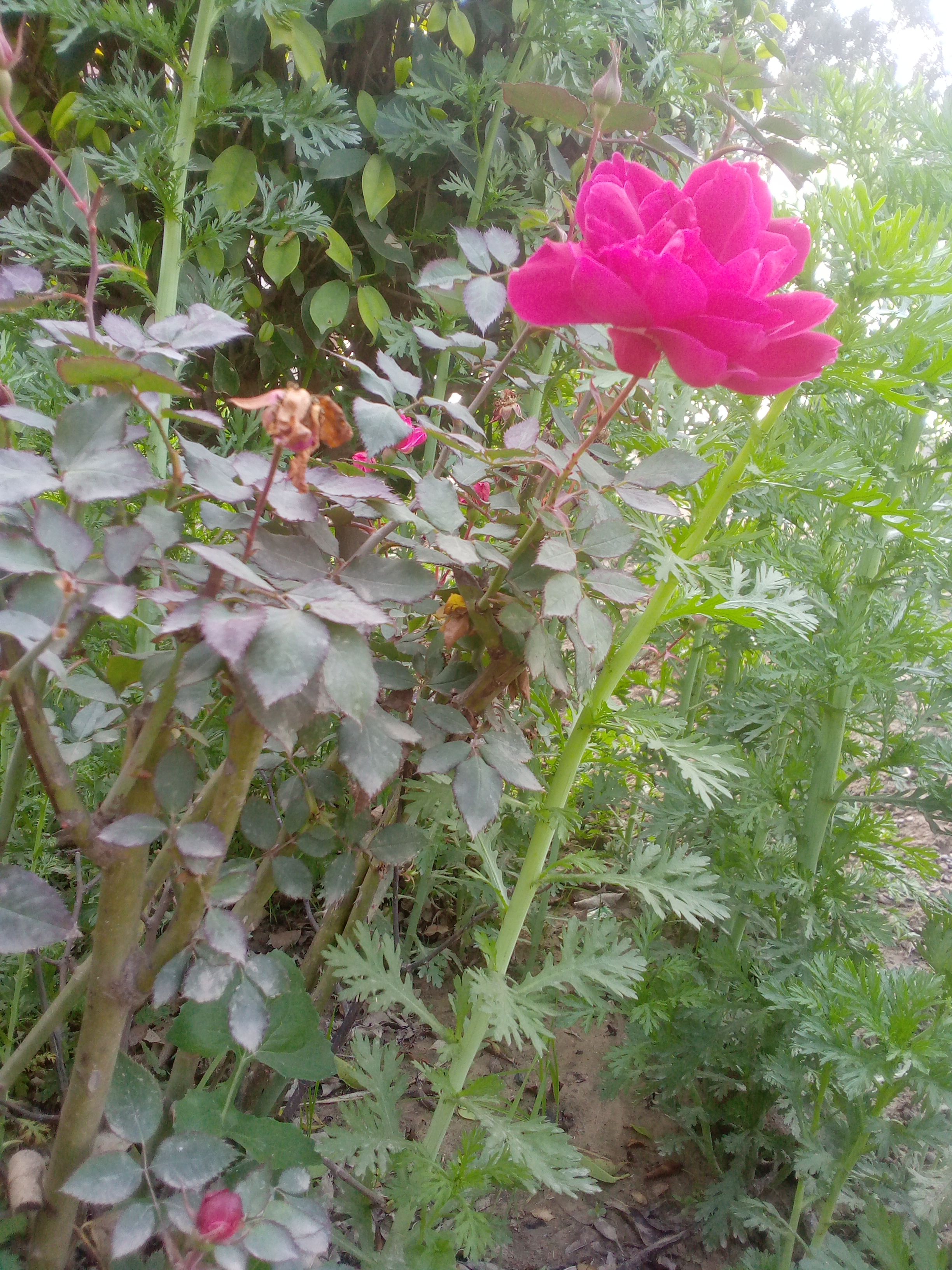 IMG_20220131_155330.jpg