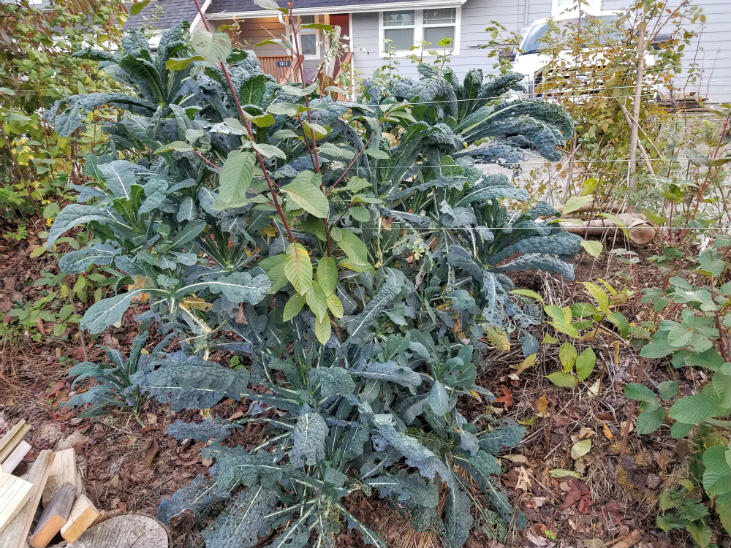 perennial-kale.jpg