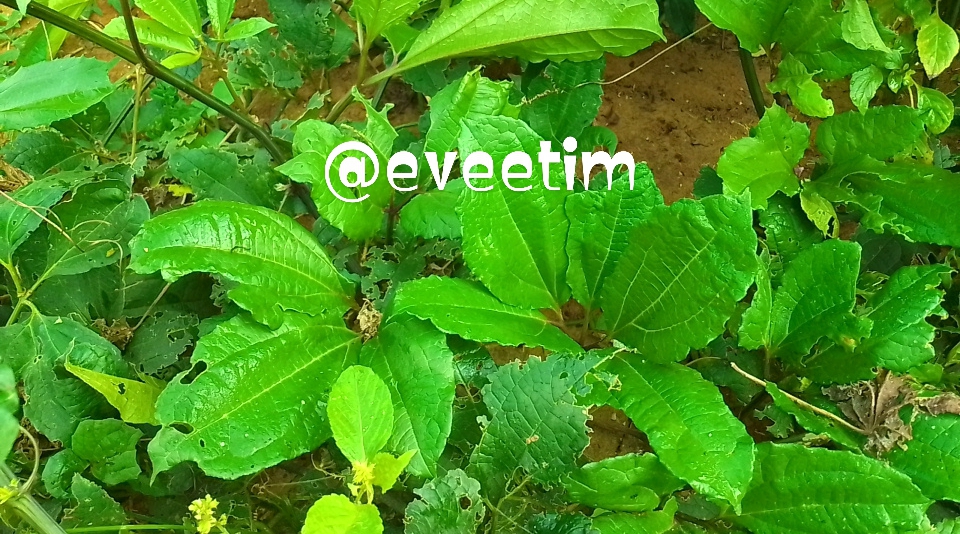 IMG_20241130_082617_243.jpg