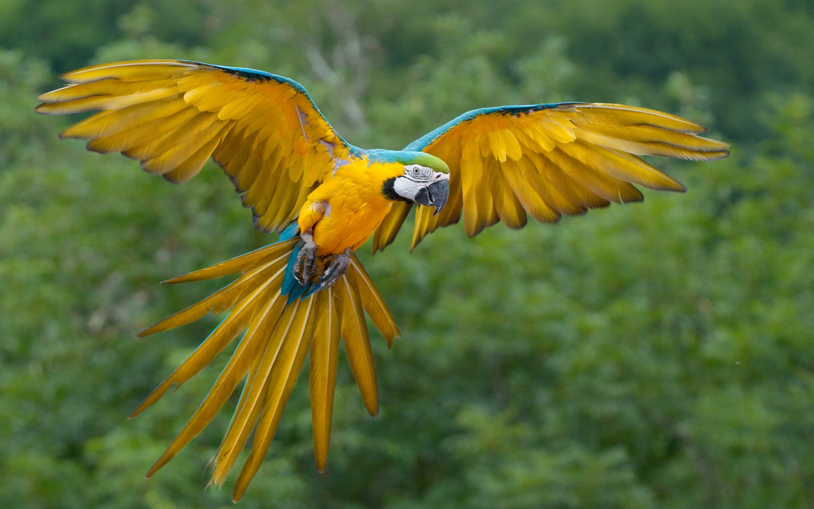 Yellow-Parrot-Bird.jpeg