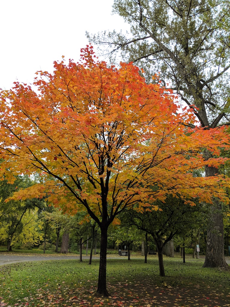 IMG_20181007_103815.jpg