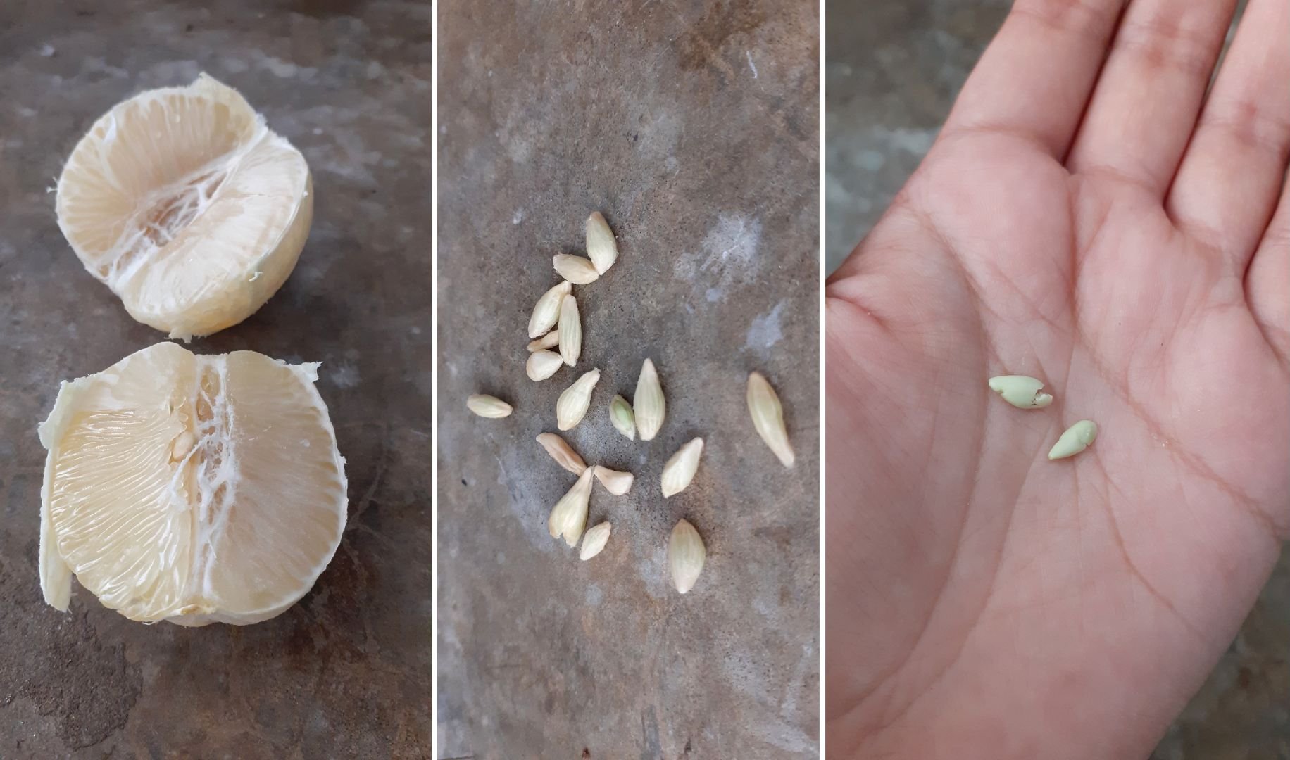 g3_fruto y semillas de lima_Inici-arte.jpg