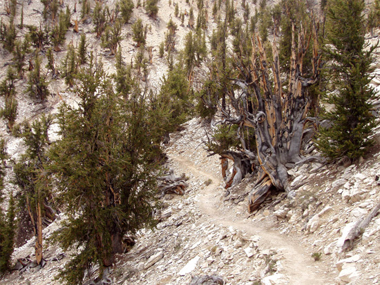 Methusula old tree.jpg
