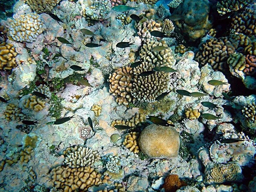 Coral-reefs-with-fishes.webp
