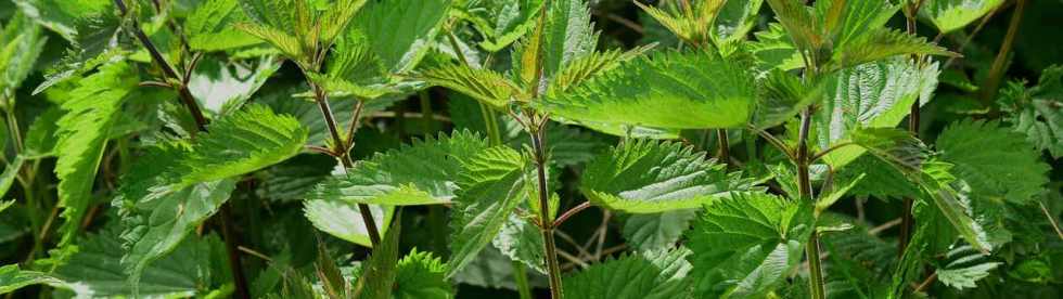stinging-nettle-banner.jpg