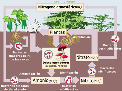 Plantas y bacterias fijadoras de nitrogeno — Steemit