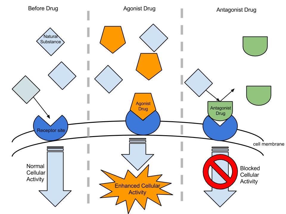 Agonist_&_Antagonist.jpg
