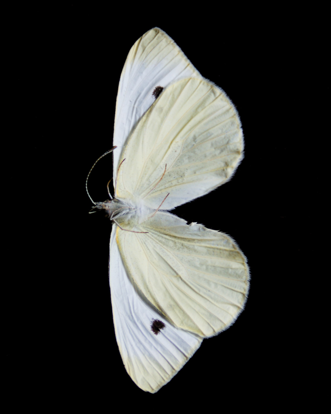 cabbage white butterfly
