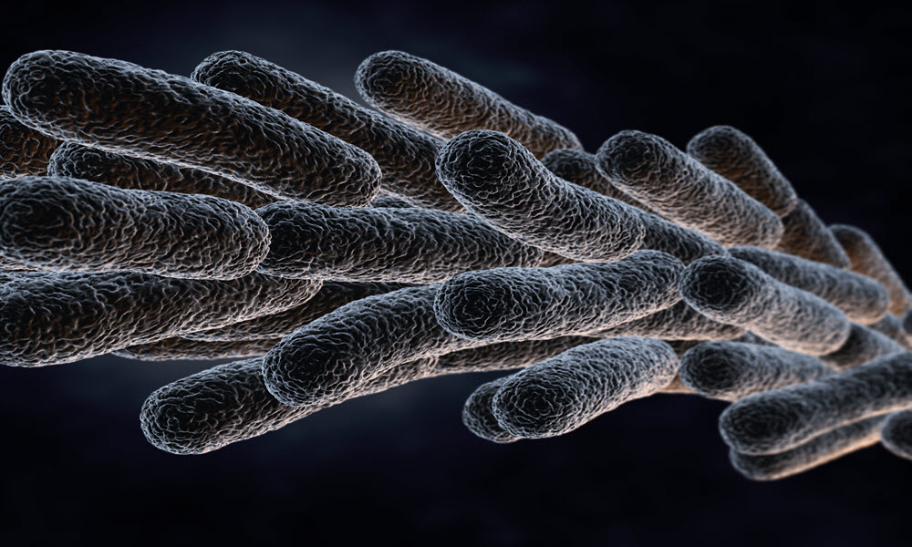 legionella-pneumophila-bacteria-P24M4K9.jpg