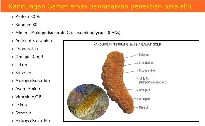 gamat-emas-kandungan.jpg