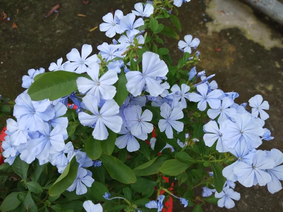 A81CF6DB-F79E-4BC6-BB67-ECE2E9380459.jpeg