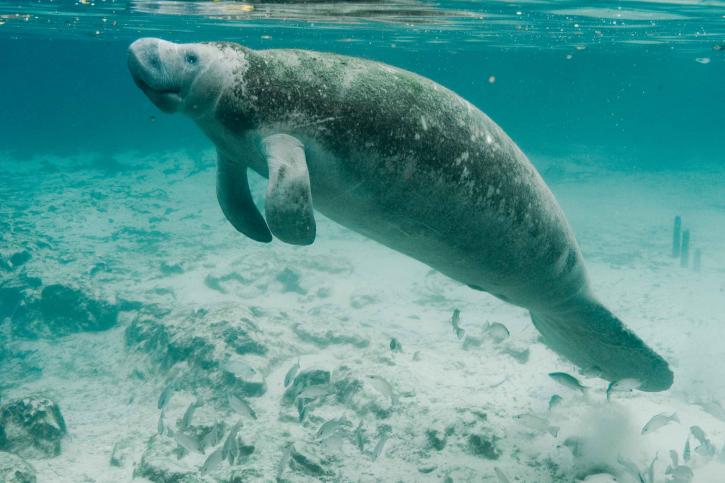 underwater-photography-on-endengered-mammal-specie-manatee-725x483.jpg