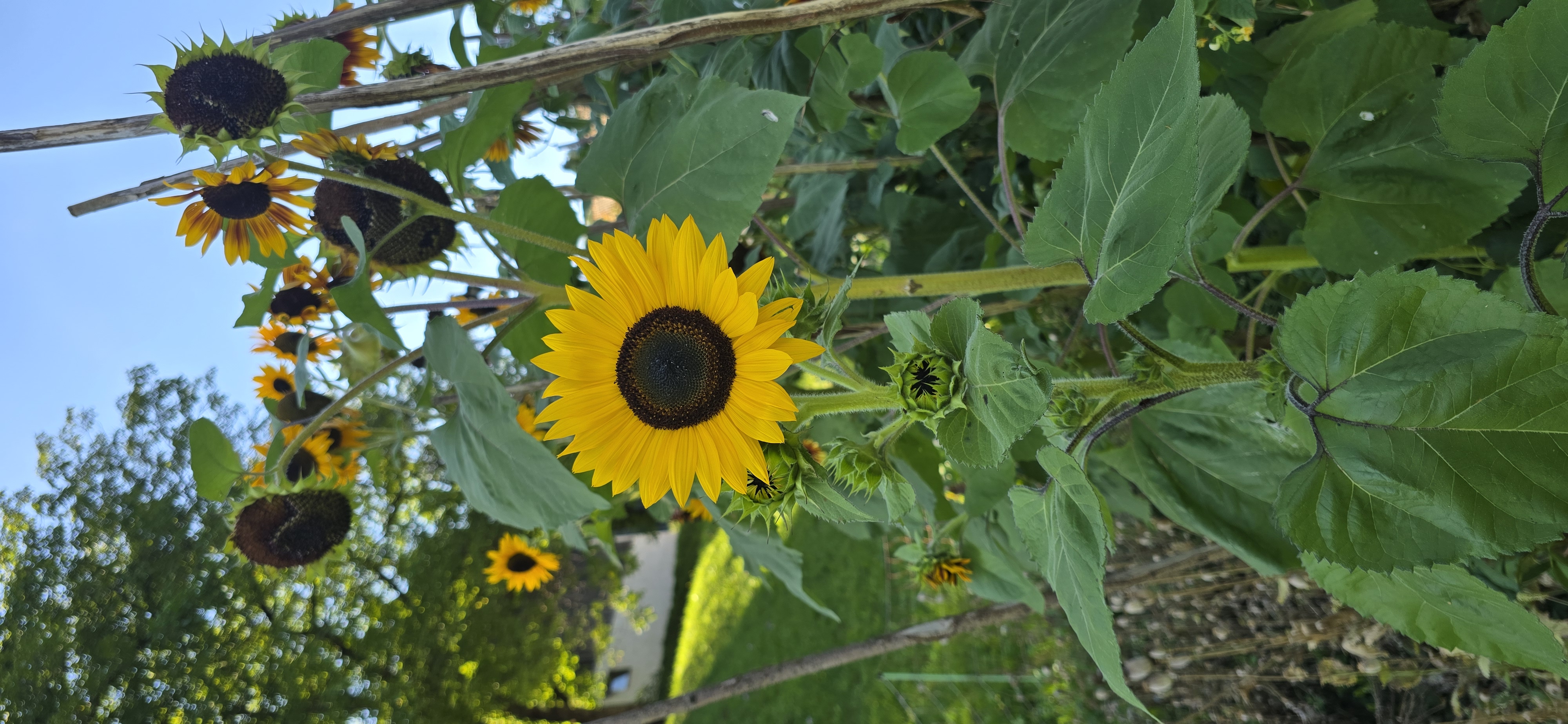 20250826_160954.jpg