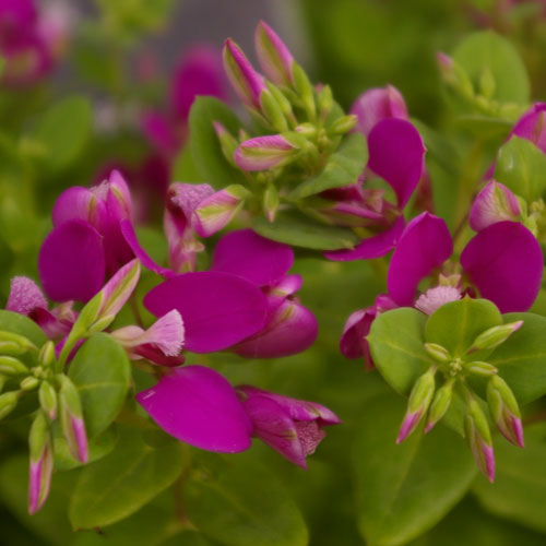 polygala.jpg