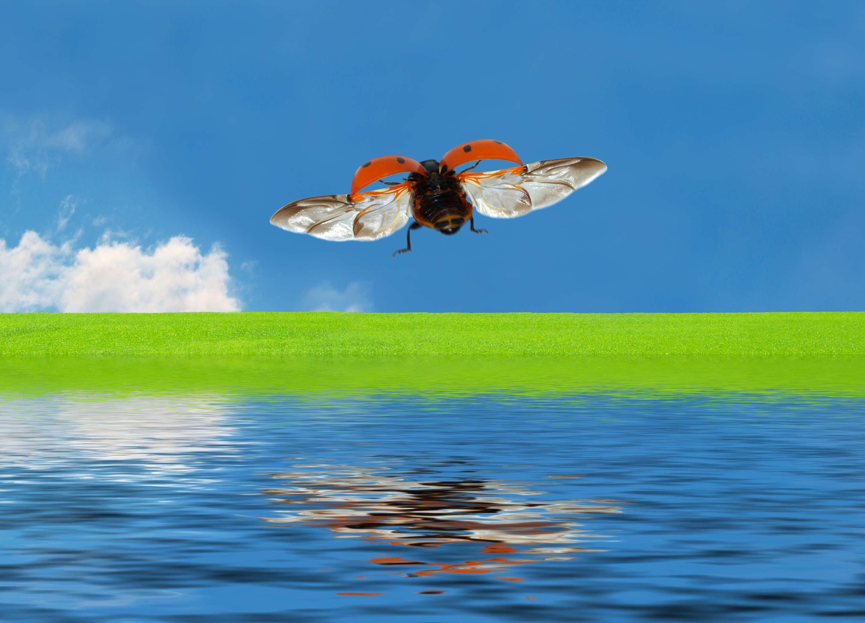 2007-03-20 flying Ladybird v3.jpg
