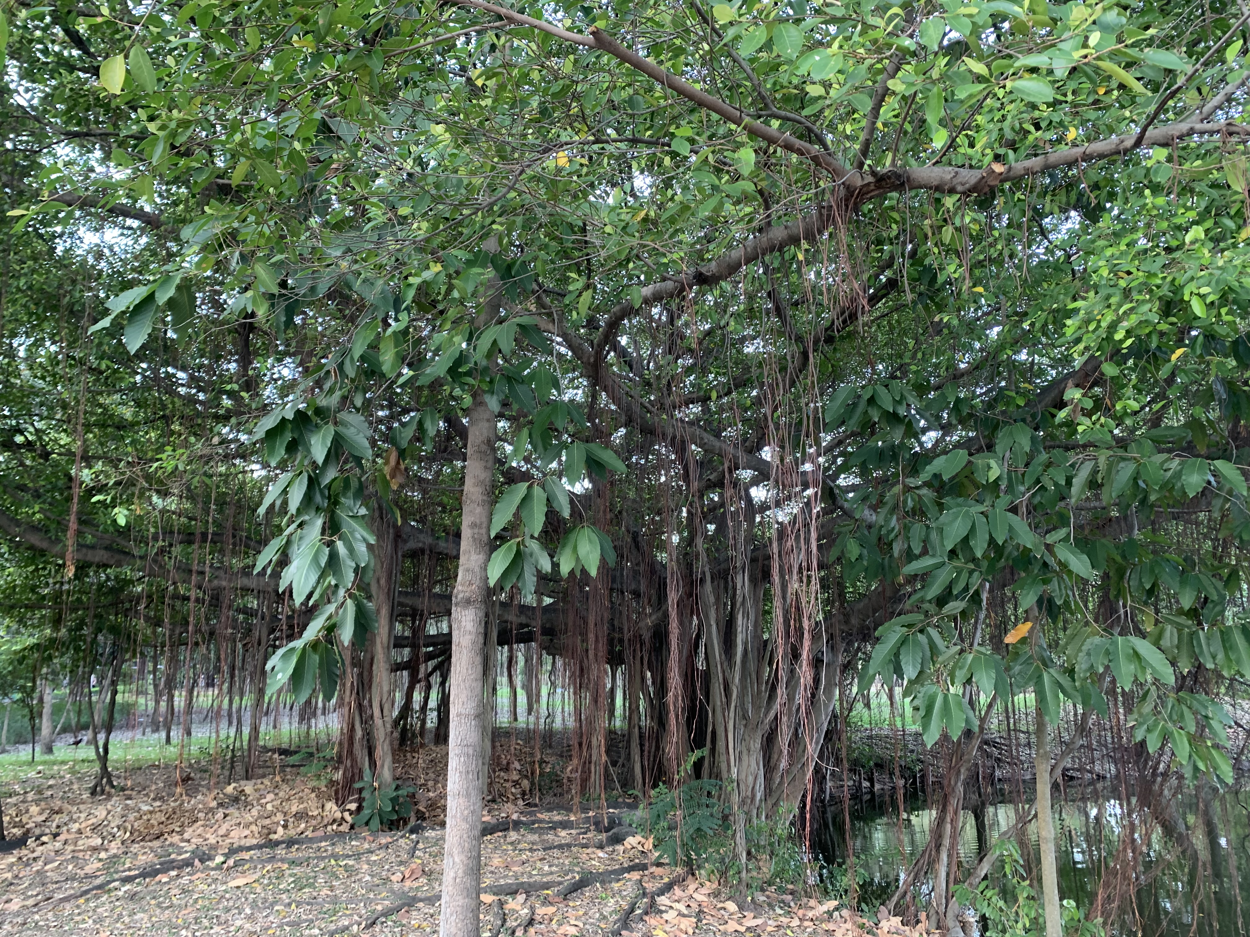 Suan Rot Fai908.jpg
