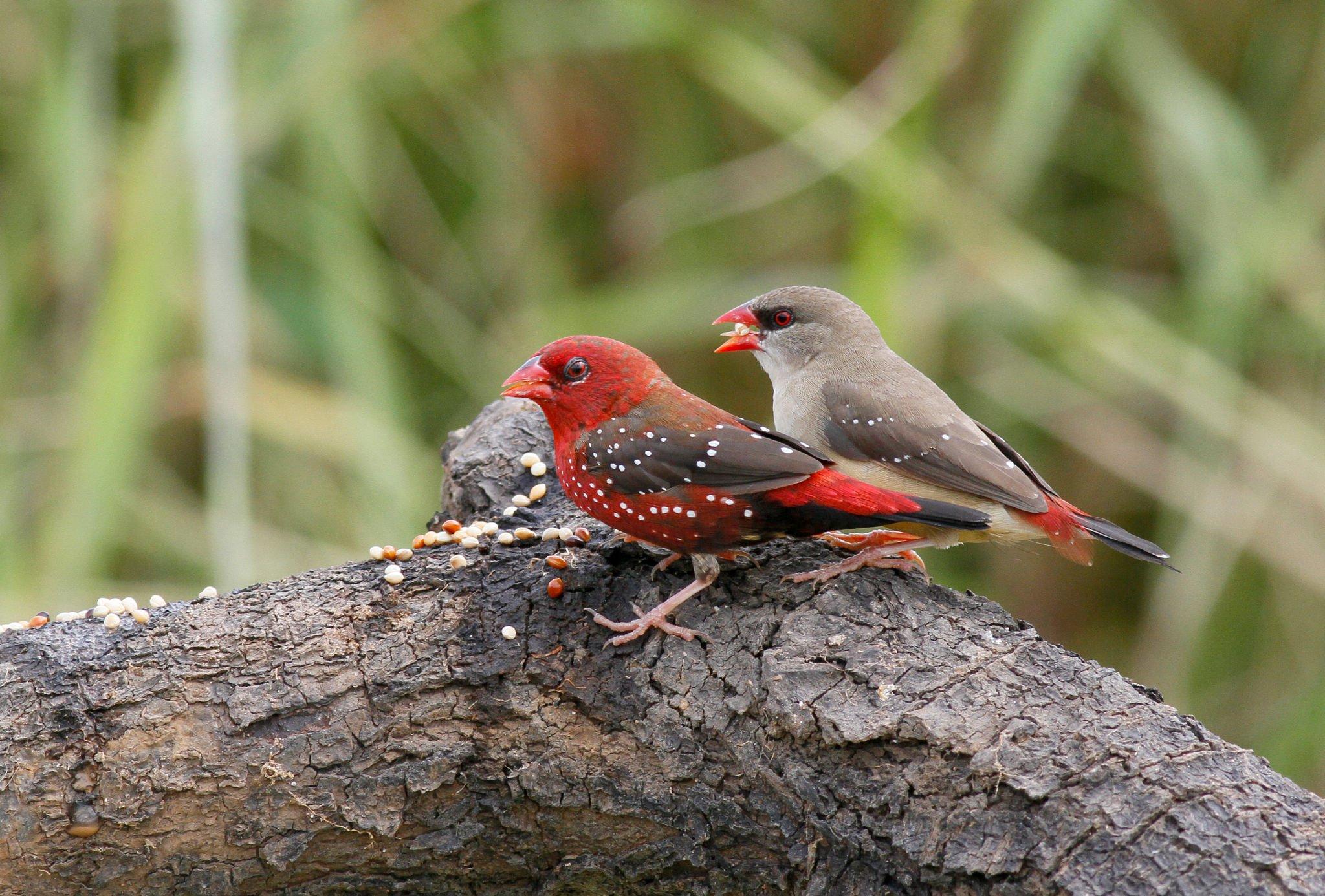 Pair of strawberry finch (1).jpg