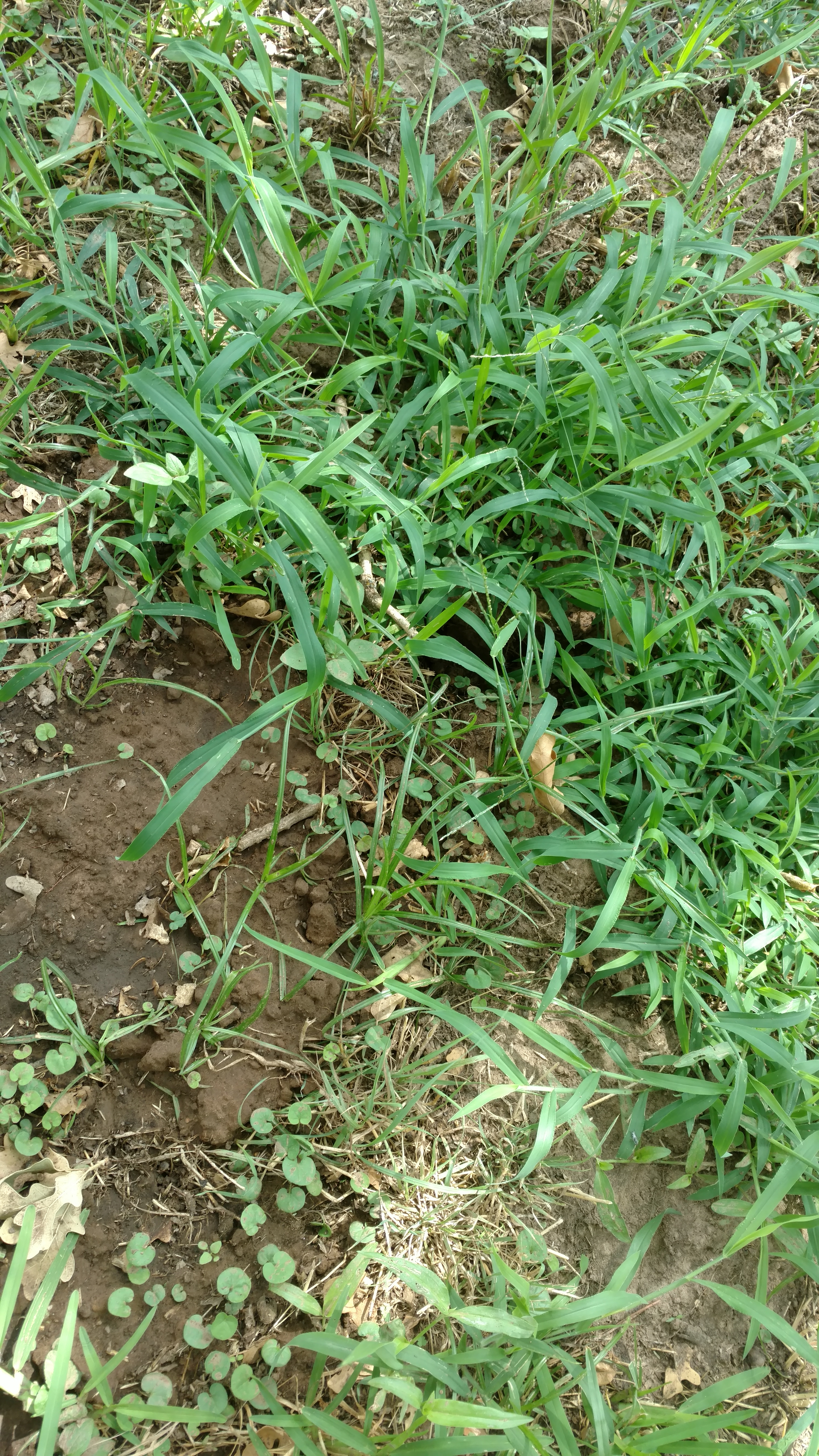 IMG_20180808_151635941.jpg