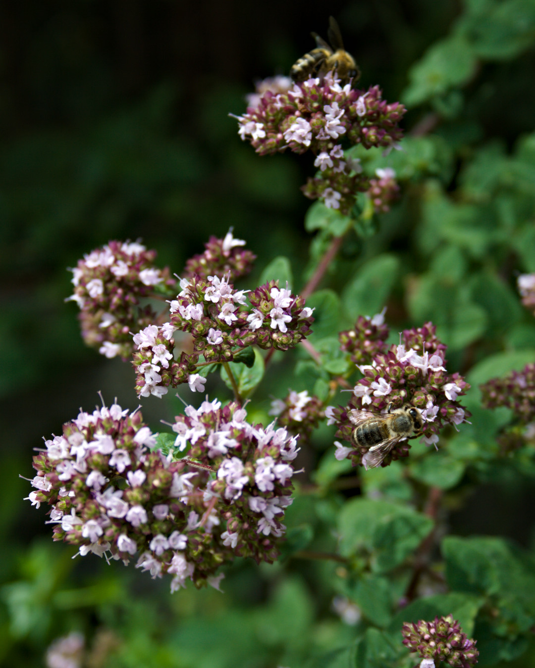 Bees on wild marjoram