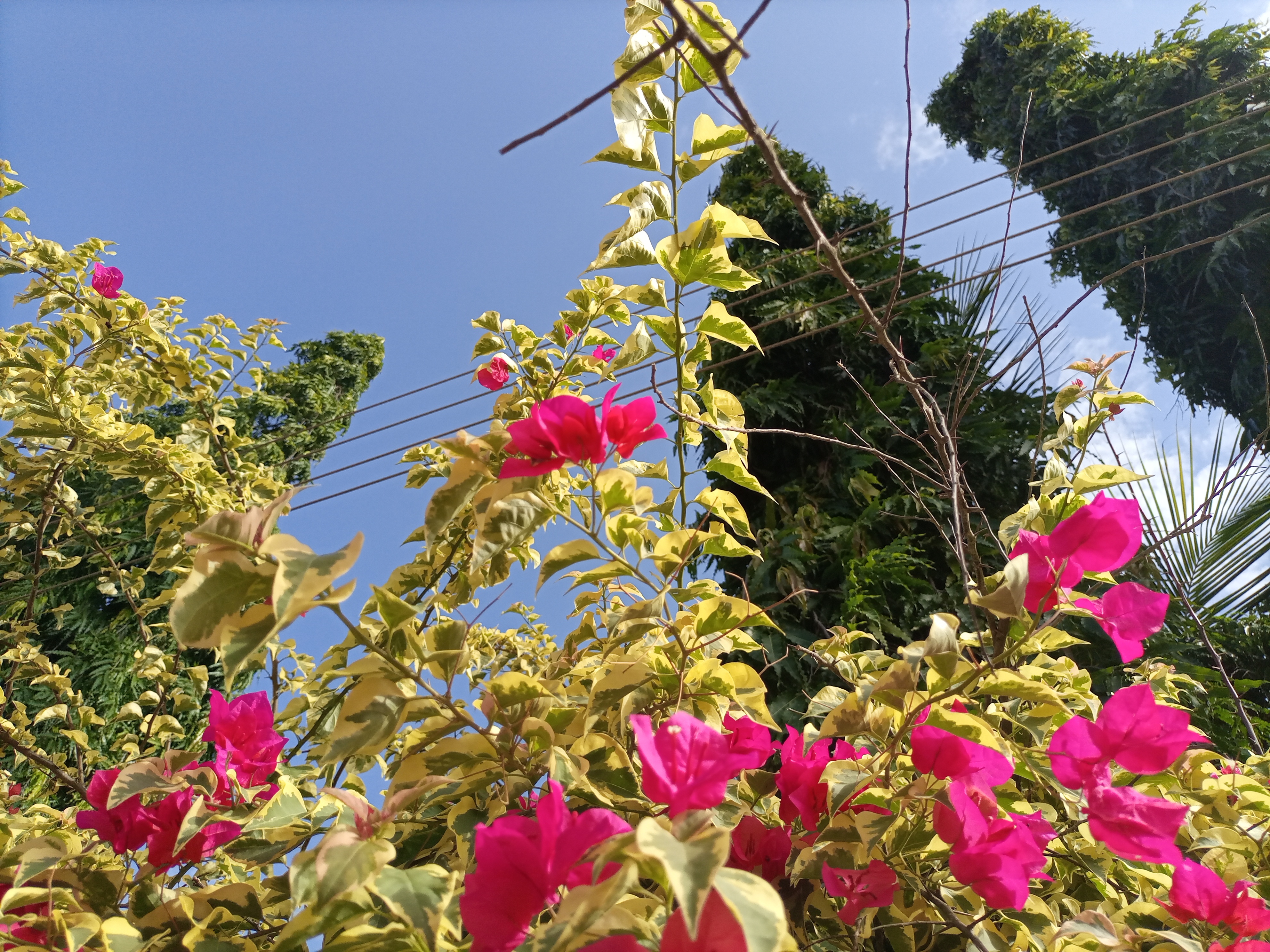 IMG_20210610_161140_445.jpg