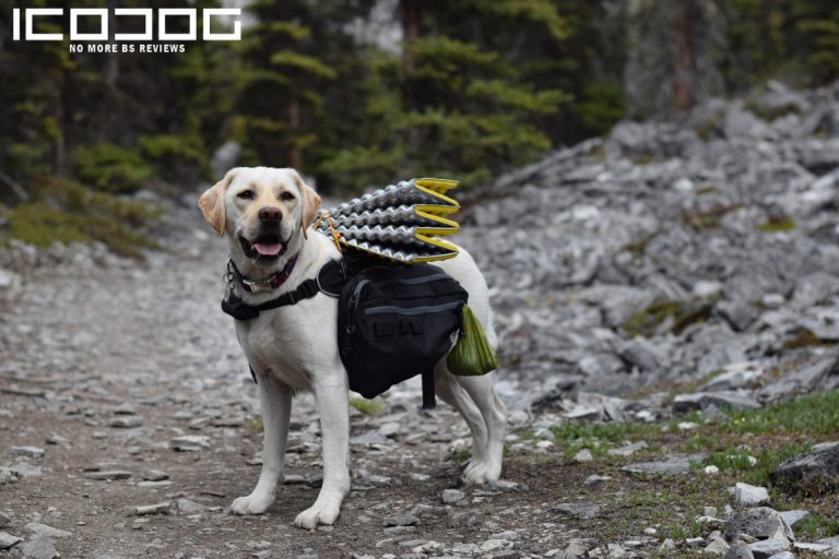 dog-labrador-768x512.jpg