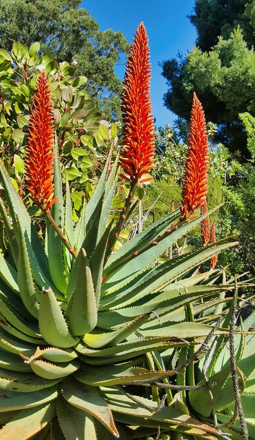 vibrant-aloe-vera-plant-full-bloom-striking-orange-flowers-standing-out-against-lush-green-background-showcasing-371743750.jpg