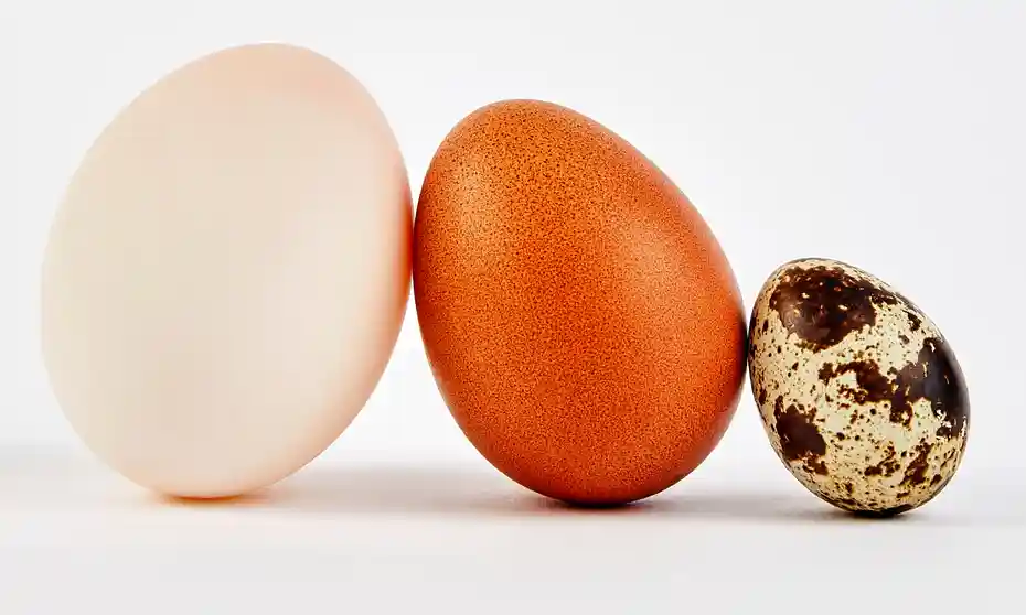 Egg thing. Яйца категории с0. Очистить вареное яйцо. Strange thingpng clipart. Одно яйцо.