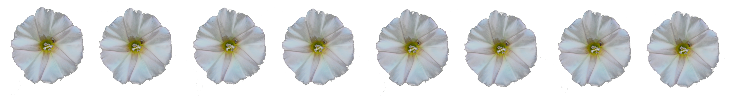 separador-1.png