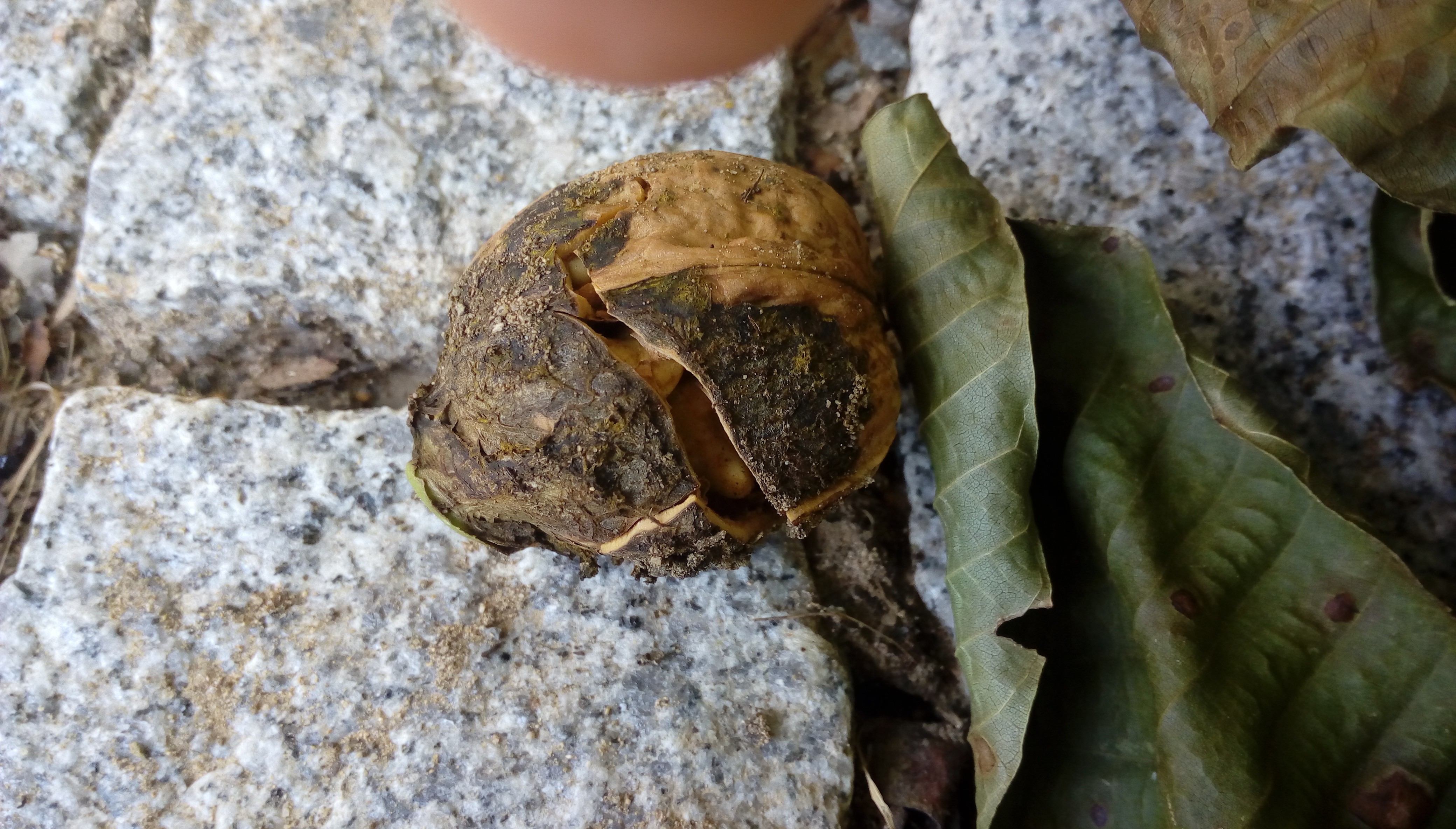 IMAG0944.jpg