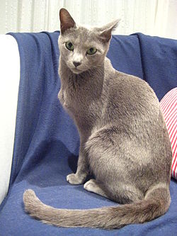 250px-Hembra_Azul_Ruso.jpg
