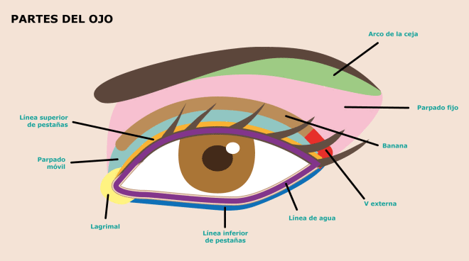 23-partes-del-ojo.png