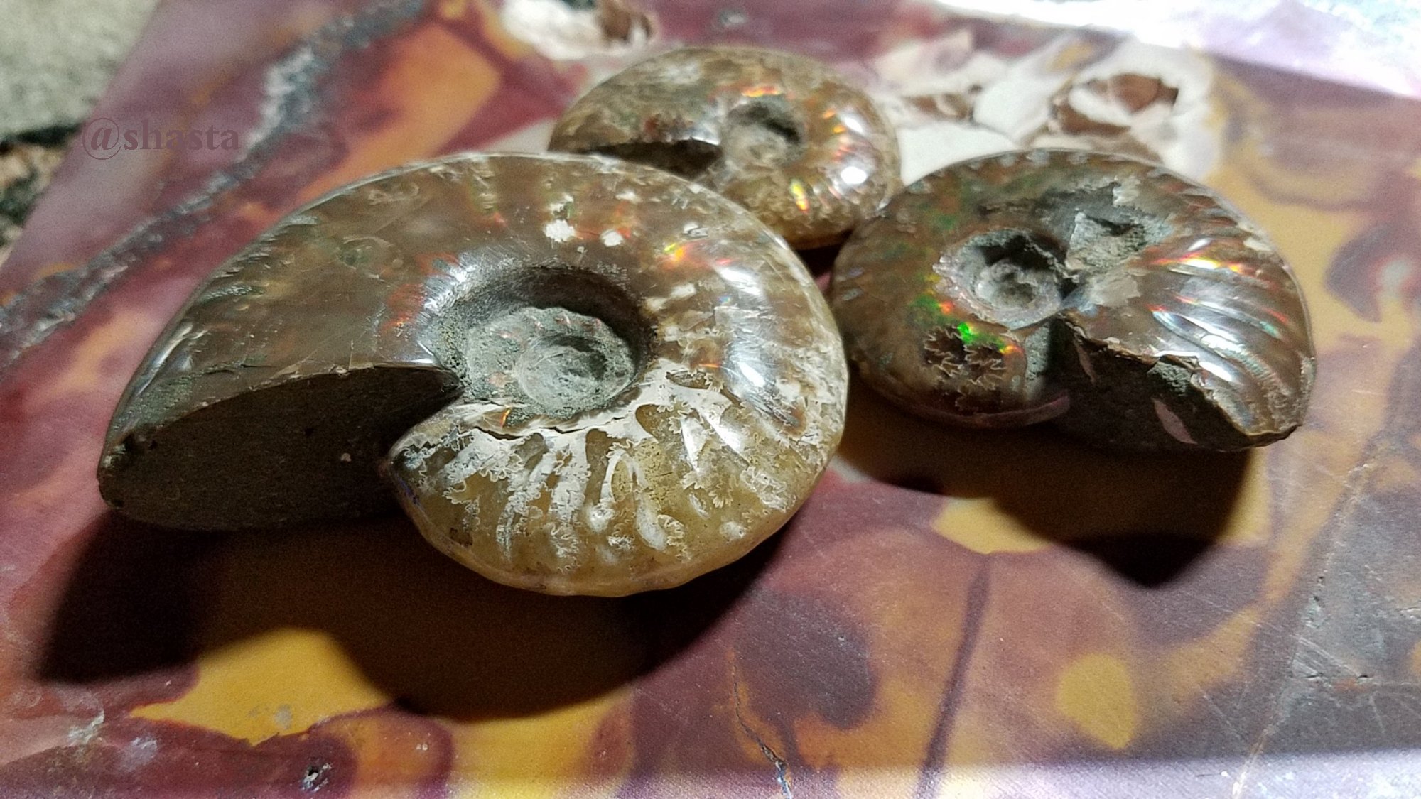 shasta2019jan4th47ammonitefossils4io.jpg
