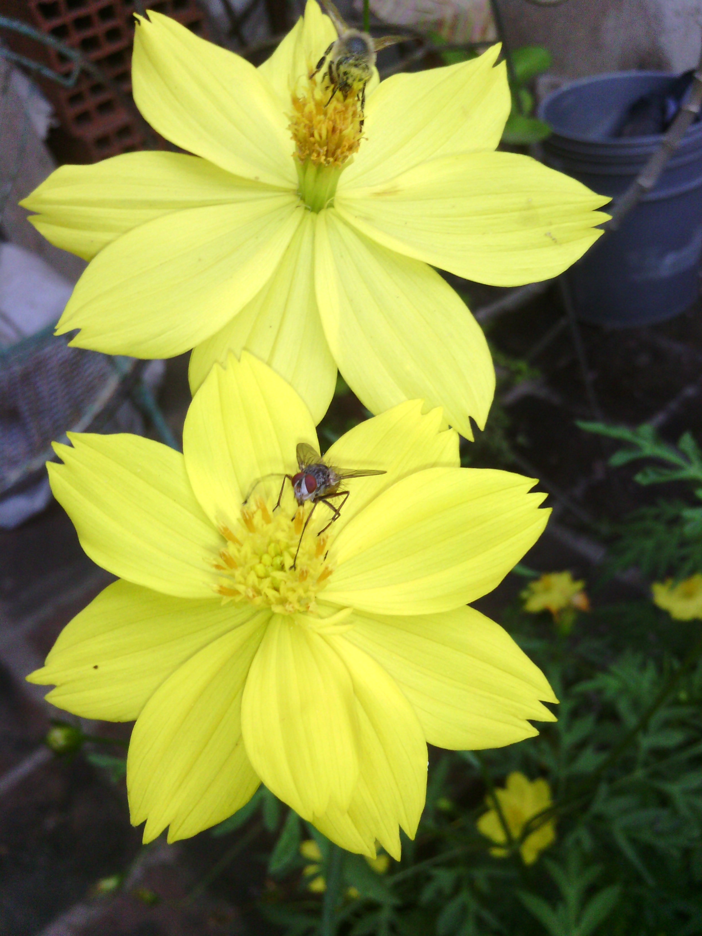 Flor 027.jpg