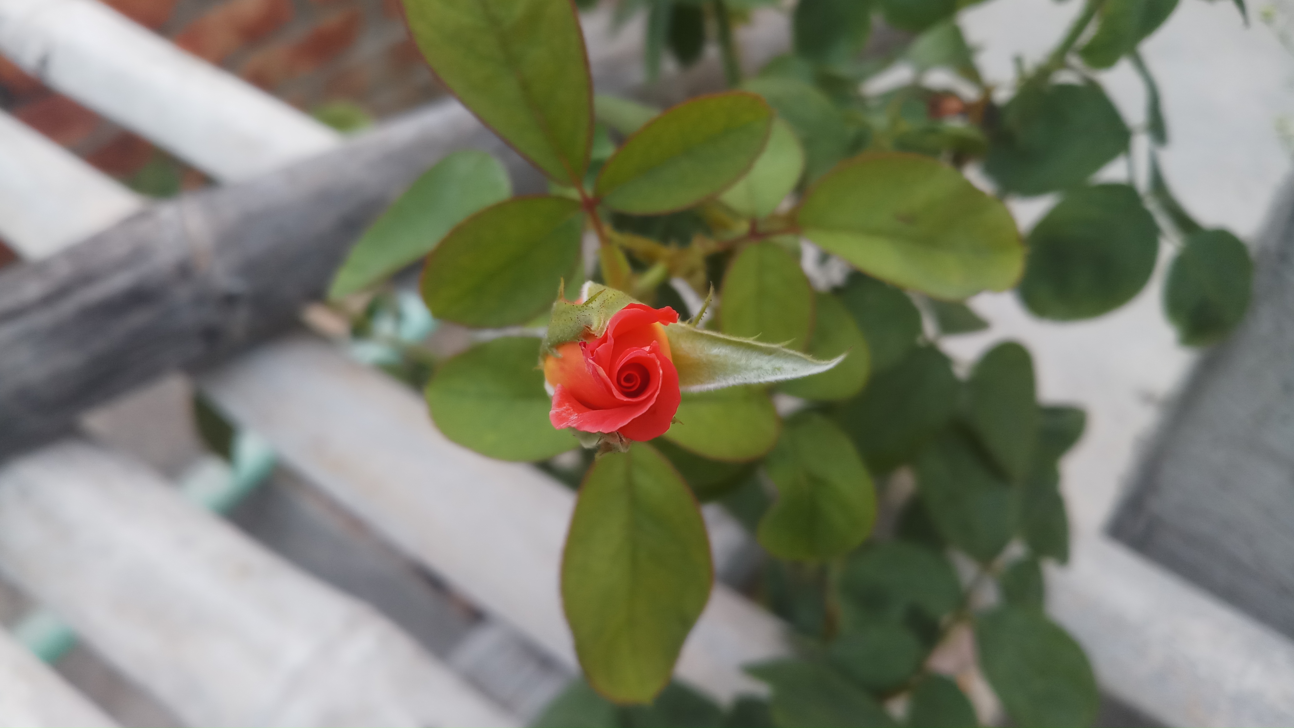 20190520_181230.jpg
