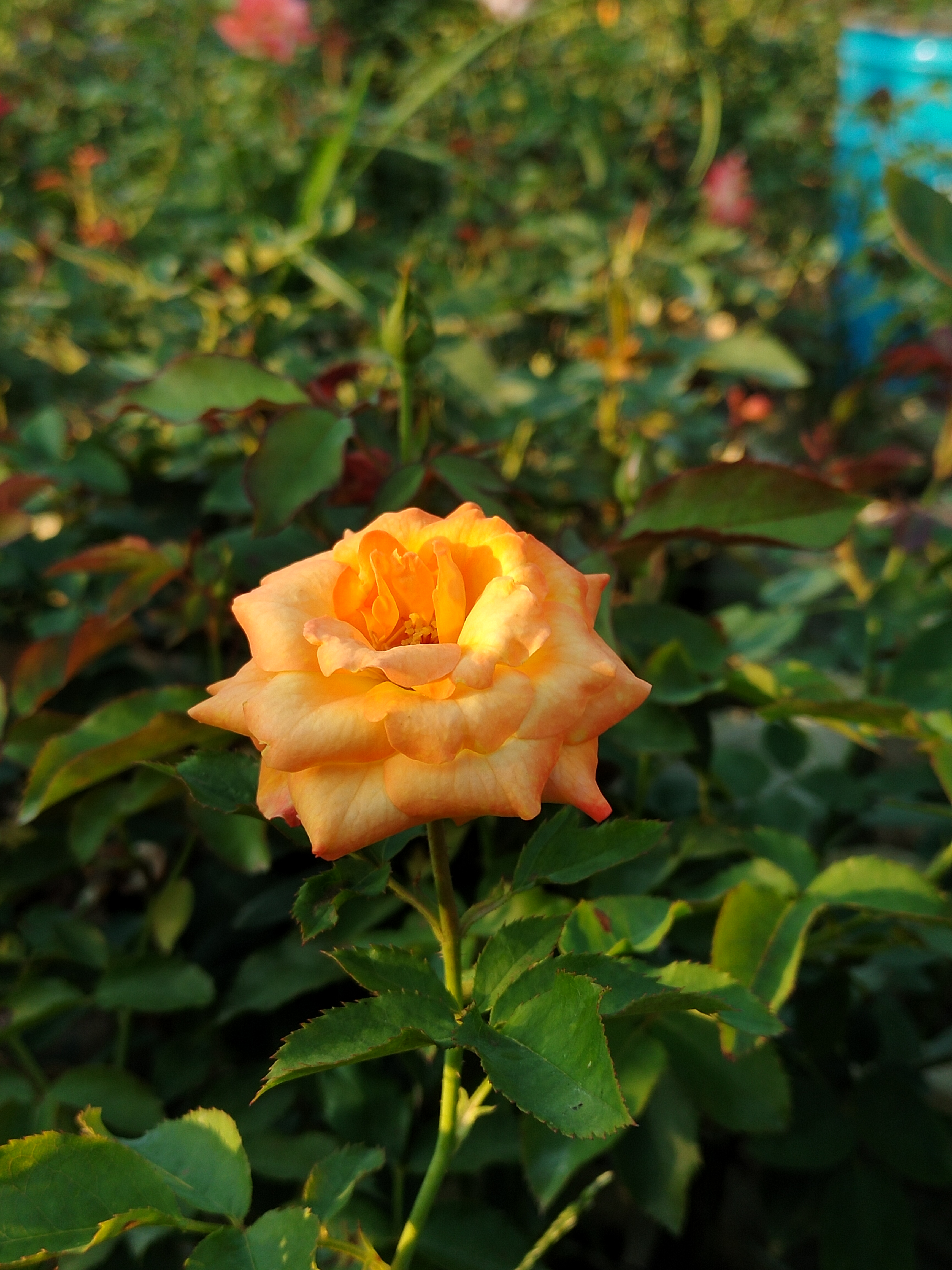 IMG20221031163040.jpg