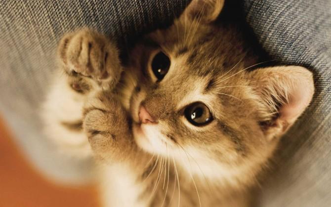 src=http___b-ssl_duitang_com_uploads_item_201610_08_20161008111717_ayChM_jpeg&refer=http___b-ssl_duitang.jpg