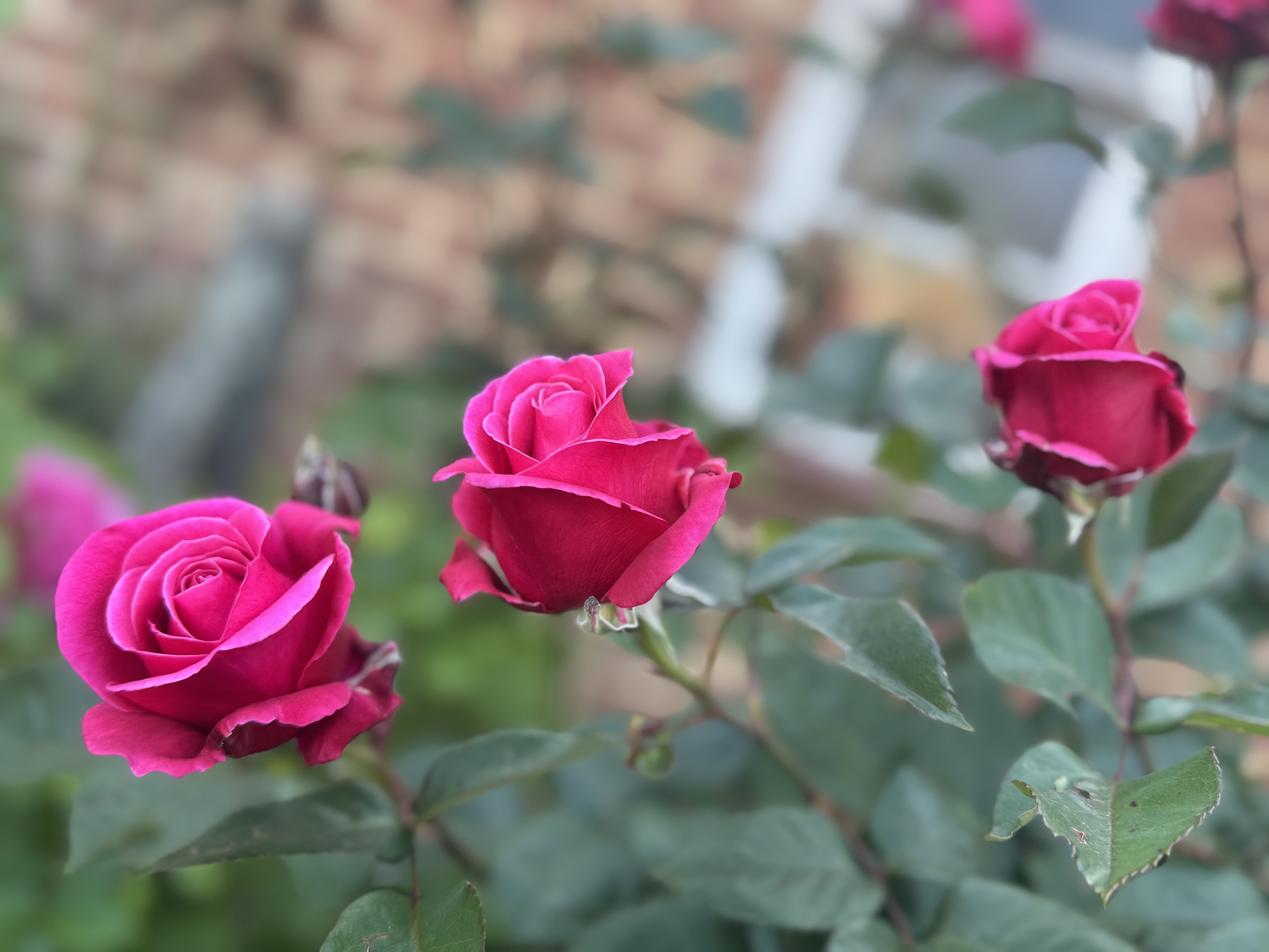 IMG_3174.jpeg