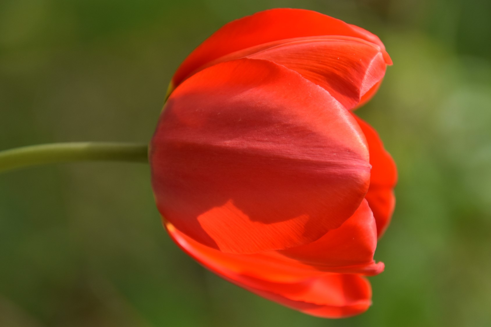 Tulpe rot.jpg