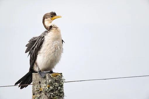 little-pied-cormorant-7911240__340.webp