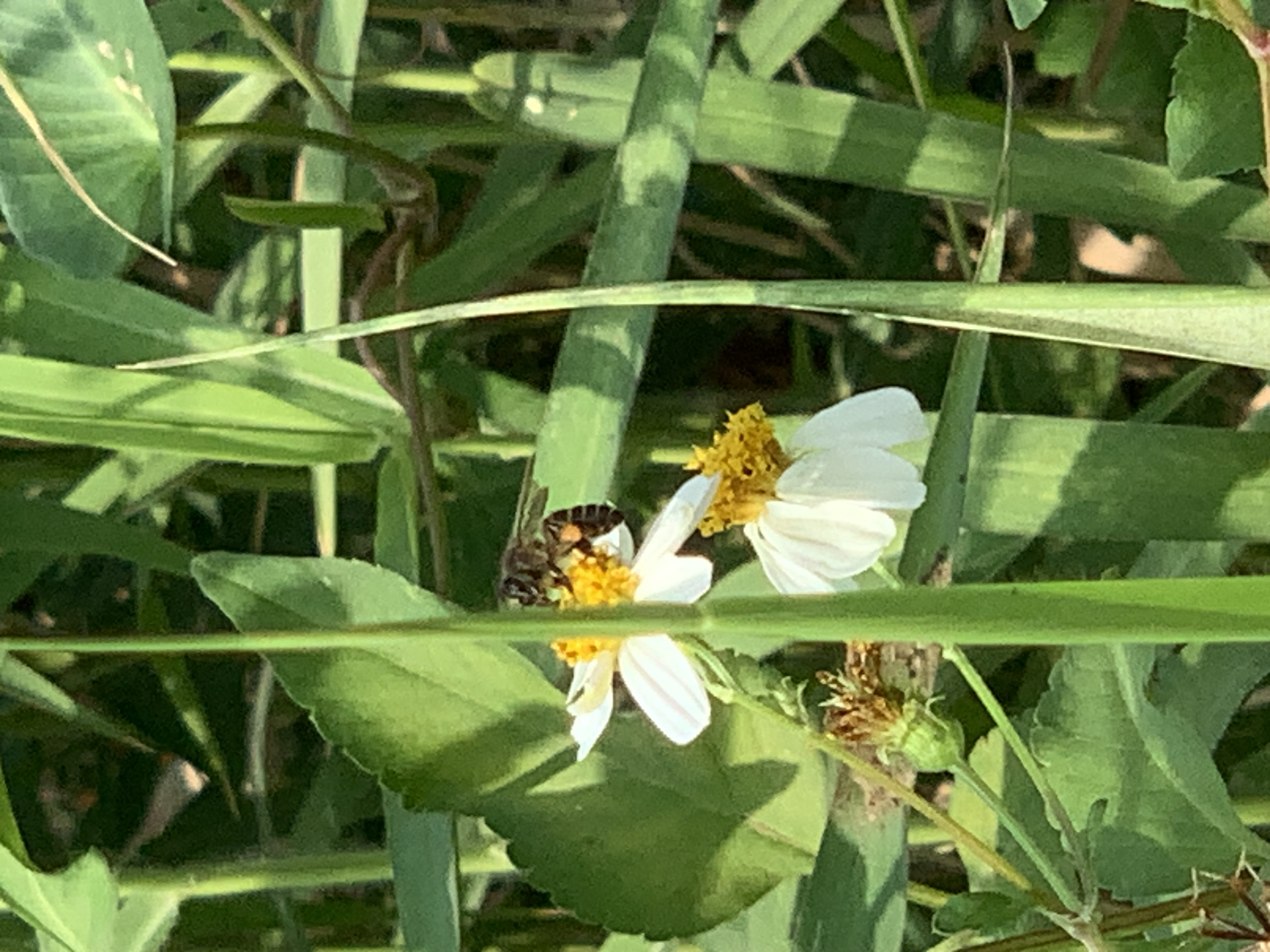 white wildflowers and bees18.jpg
