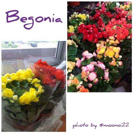 begonia.jpg