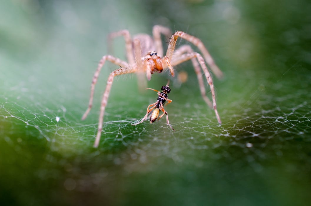 In The Spider's Web.jpeg