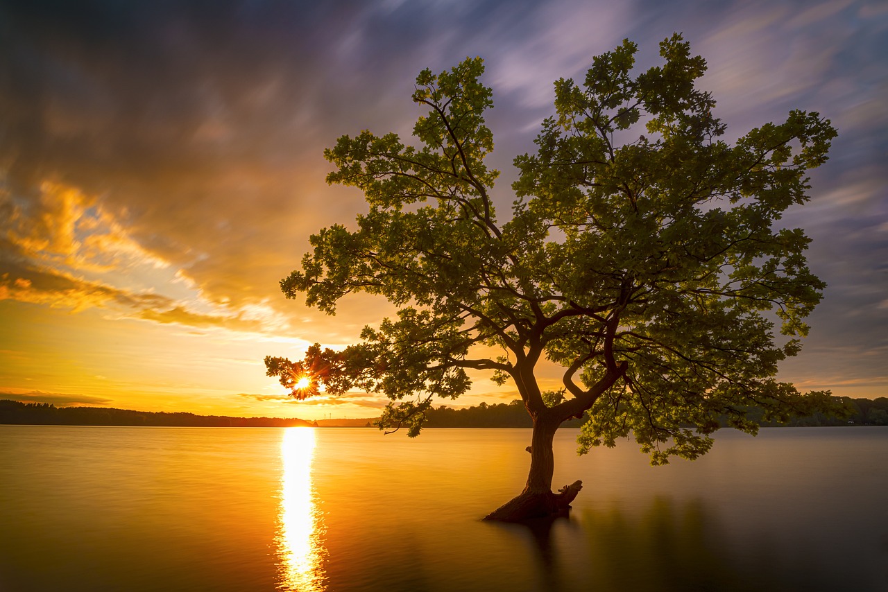 tree-7215935_1280.jpg