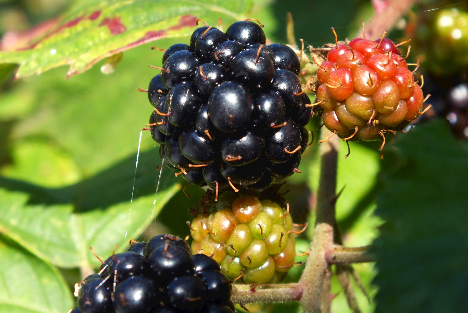 1087-Blackberries1.jpg