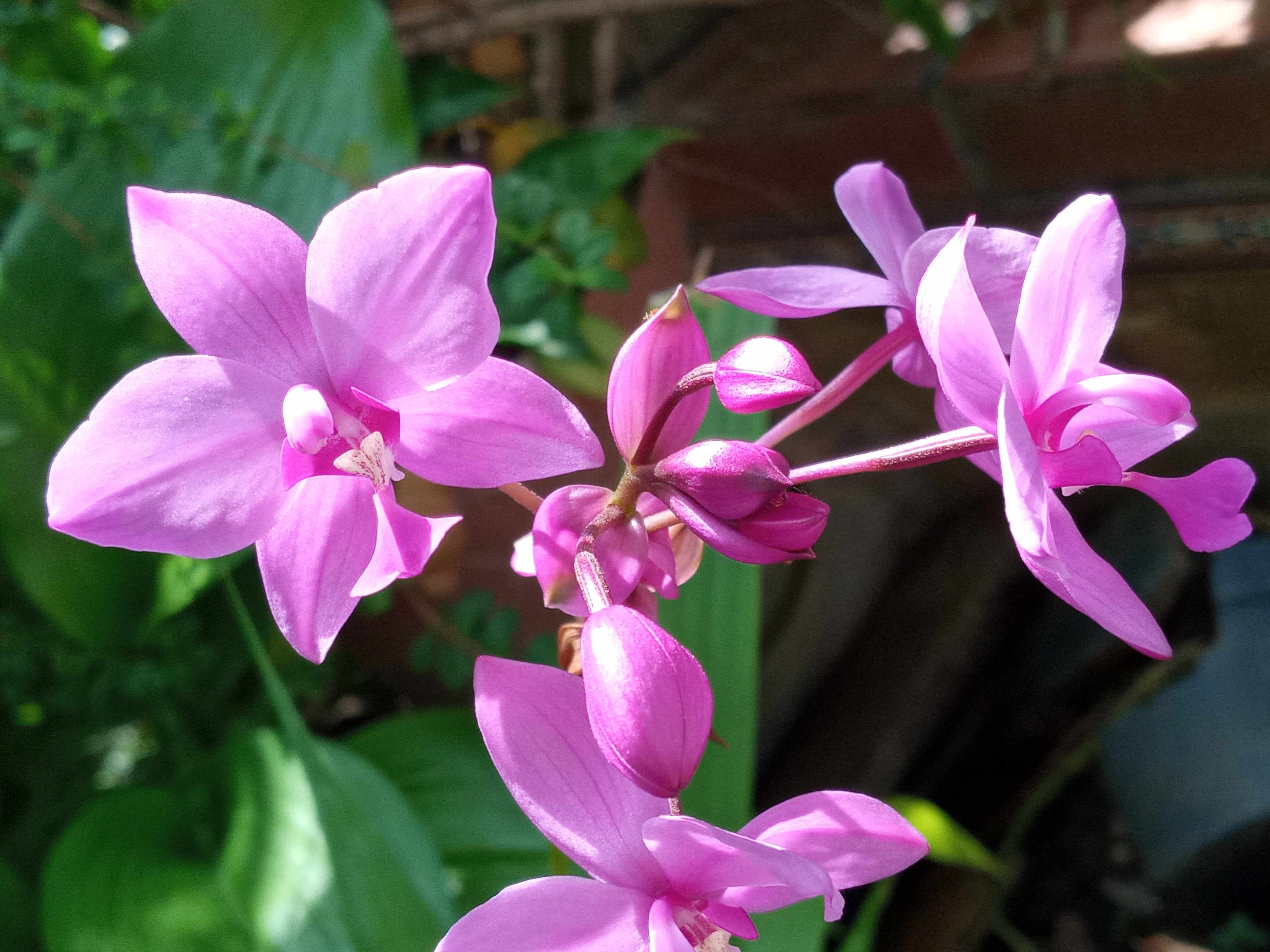 La Orquídea Terrestre Filipina — Steemit
