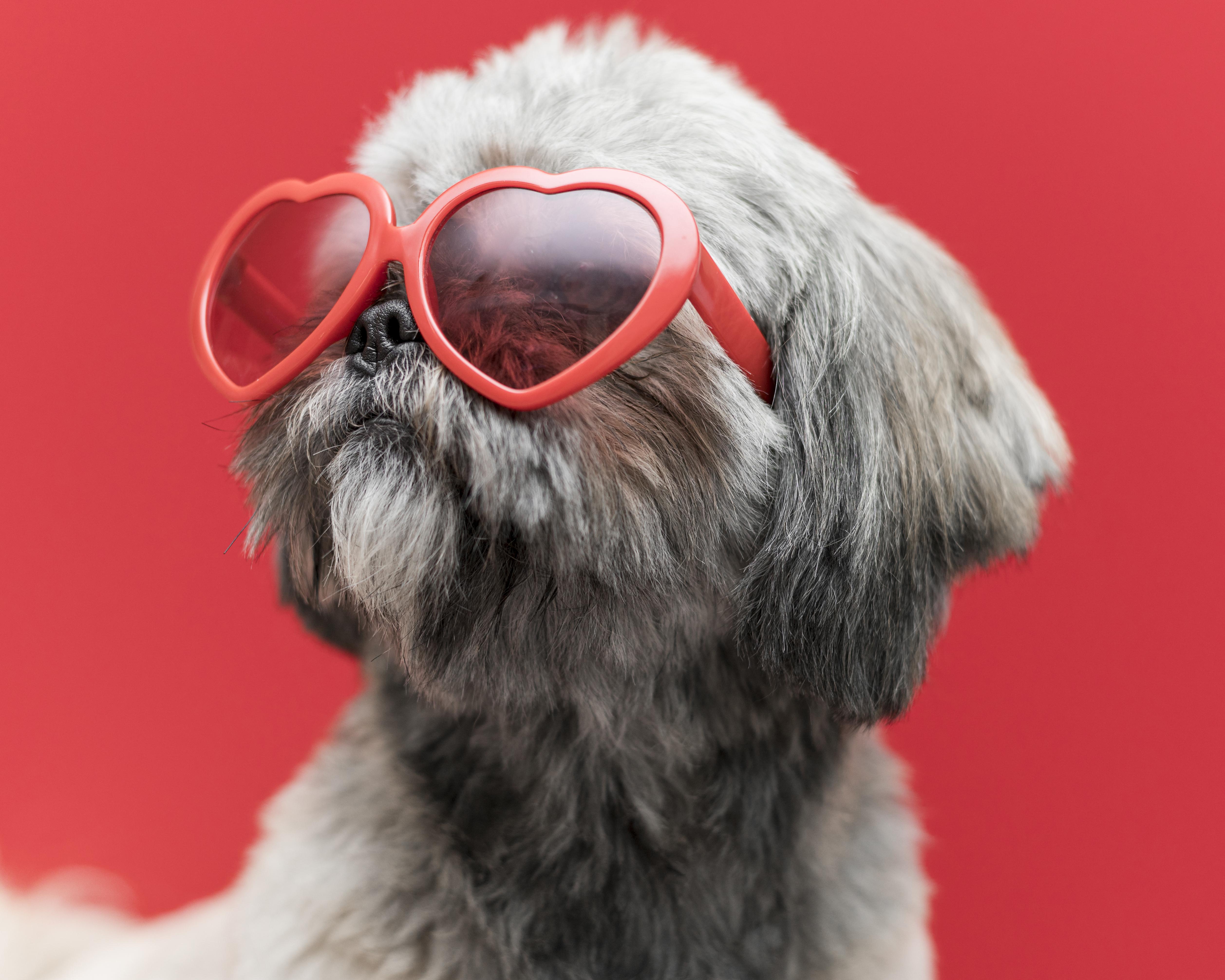 front-view-funny-cute-dog-concept (1).jpg
