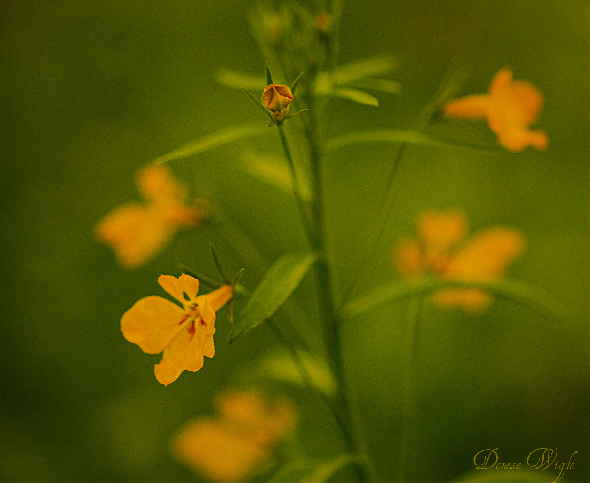 flower 2.jpg