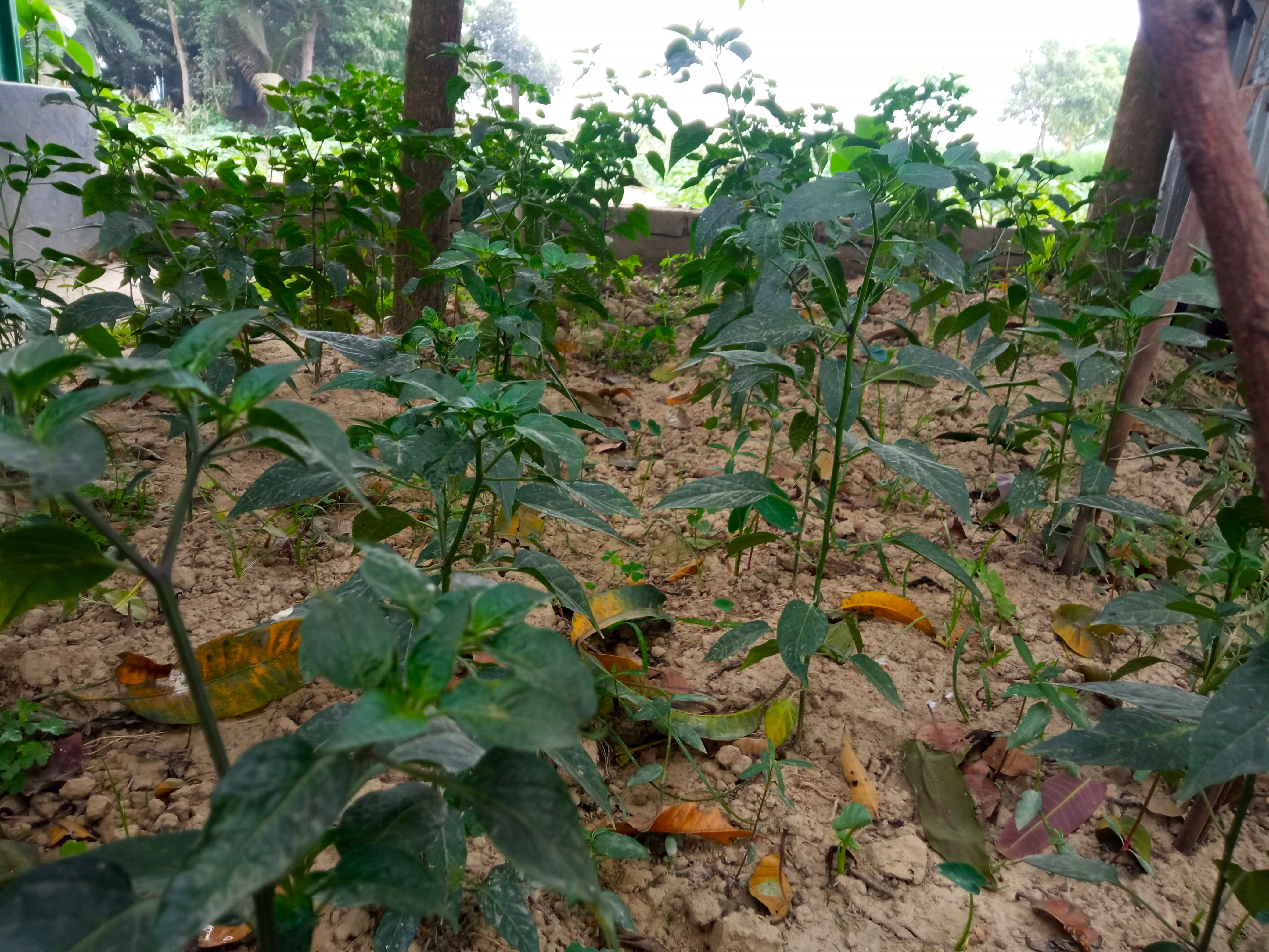 garden (2).jpg