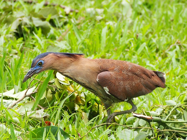 ma-heron-881369_640.jpg